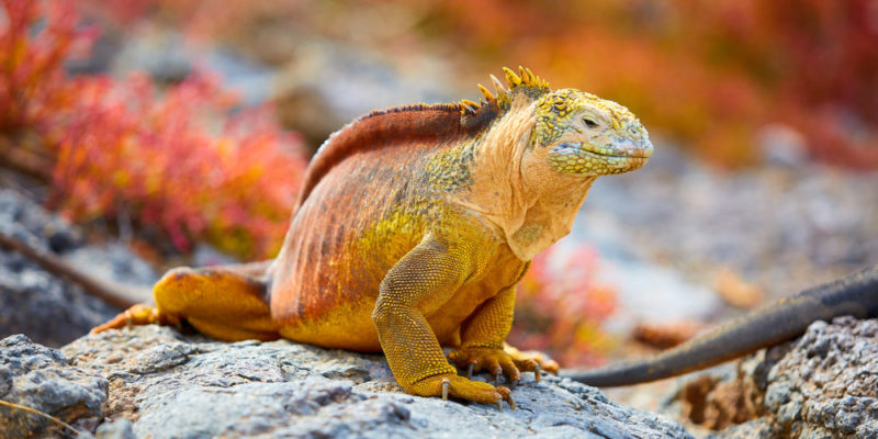 Reptiles - Iguana