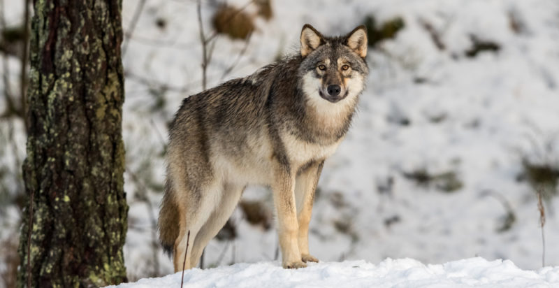 Especie - lobo gris