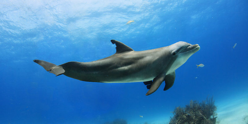 Mamíferos - delfín 