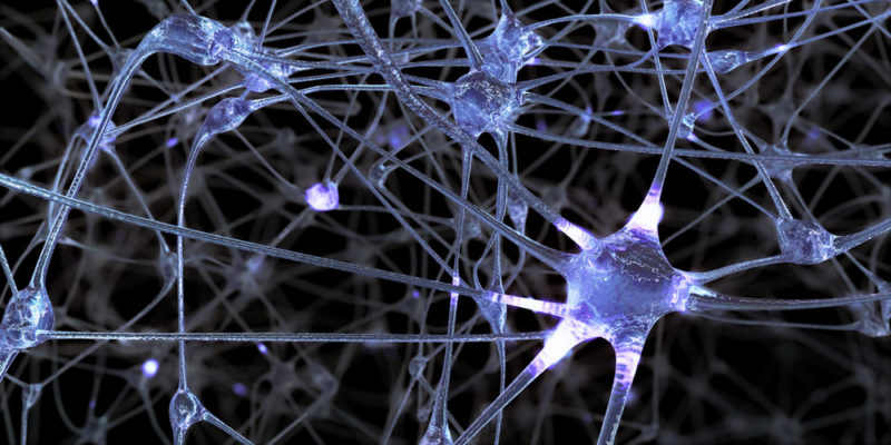 Materia gris - neuronas