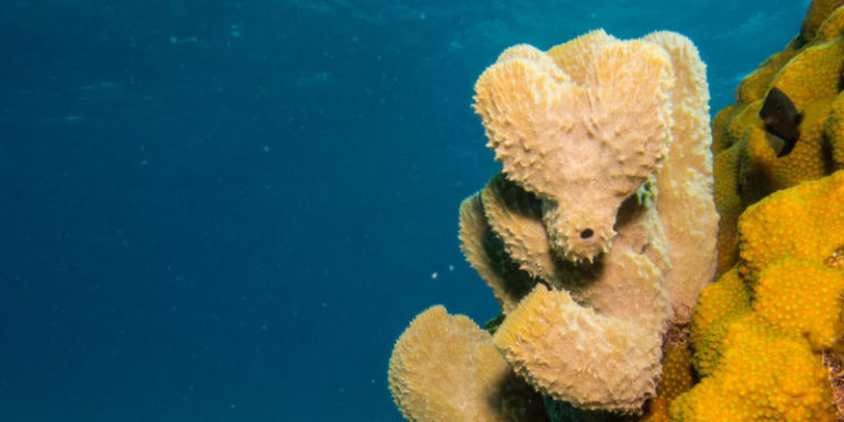 Reino Animal - Concepto, origen, características y ejemplos