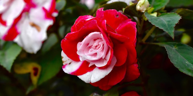 Foto de una rosa híbrida roja y blanca