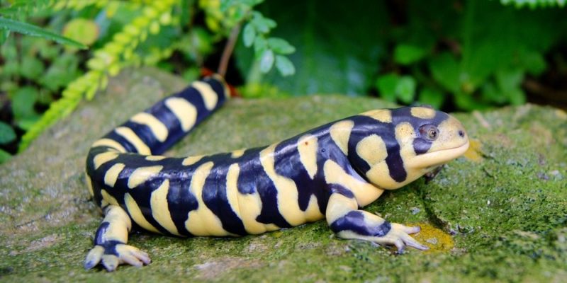 Salamandra - especie exótica