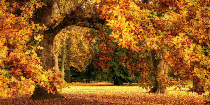 Organismos pluricelulares - árboles en otoño
