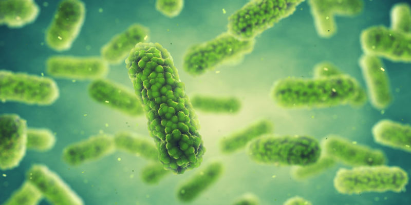 Organismos descomponedores - bacterias