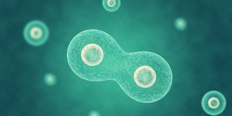 Organismo pluricelulares - celularización