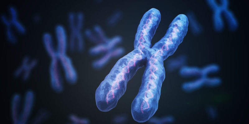 Células - cromosoma - genética