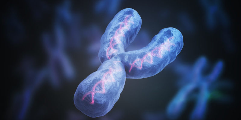 herencia genética - cromosoma y