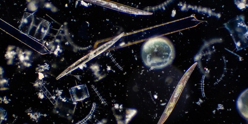 El fitoplancton se observa en el microscopio.