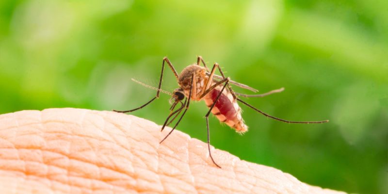 Mosquito - parasitismo - parásito