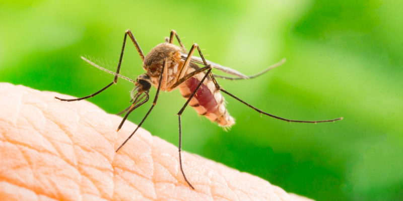 Parasitismo - mutualismo - mosquito