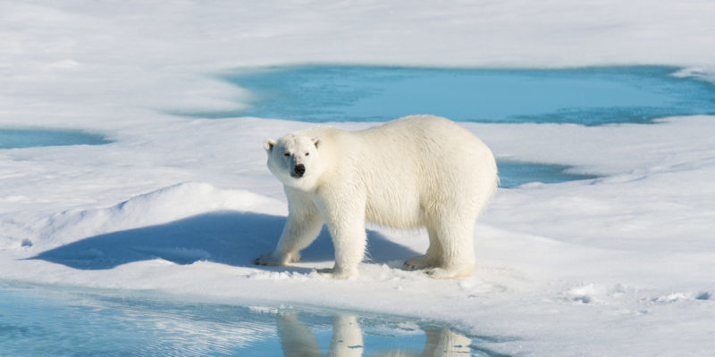 Oso polar - especie en peligro de extinción