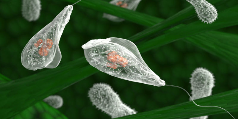 Organismos unicelulares - protozoo