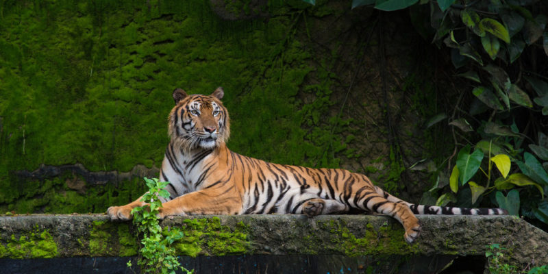 الأنواع المهددة بالانقراض - نمر البنغال