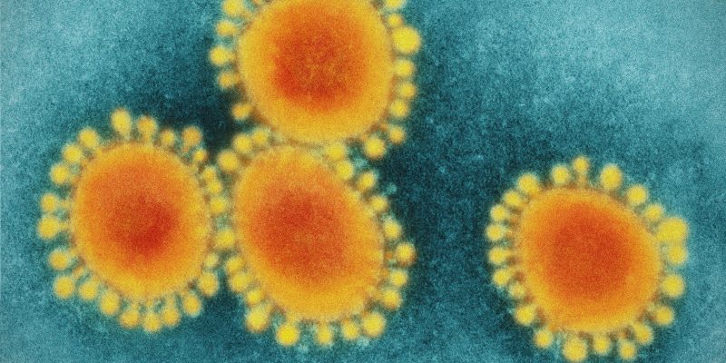 Virus bajo microscopio.
