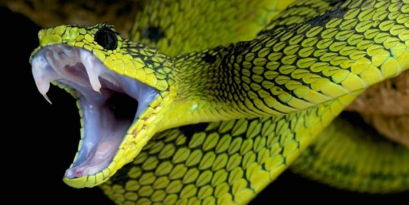 animales carnívoros serpiente colmillos