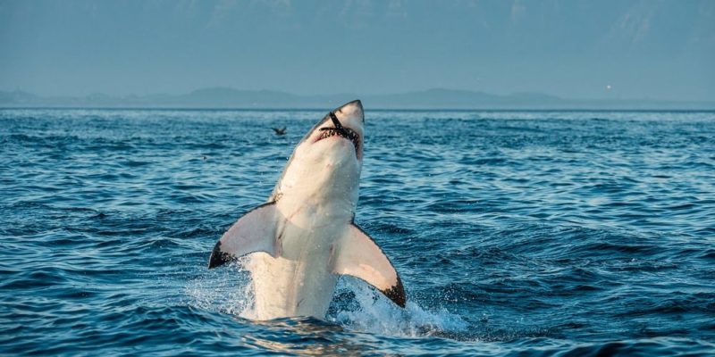 animales carnivoros gran tiburon blanco