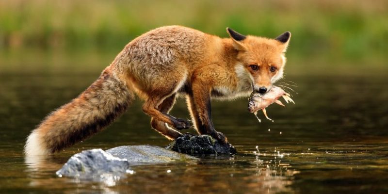 animales omnivoros zorro caza pez