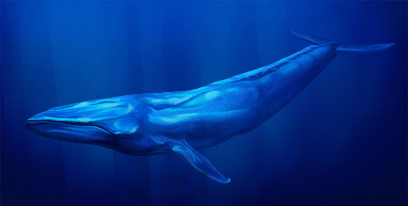 animales salvajes - ballena azul