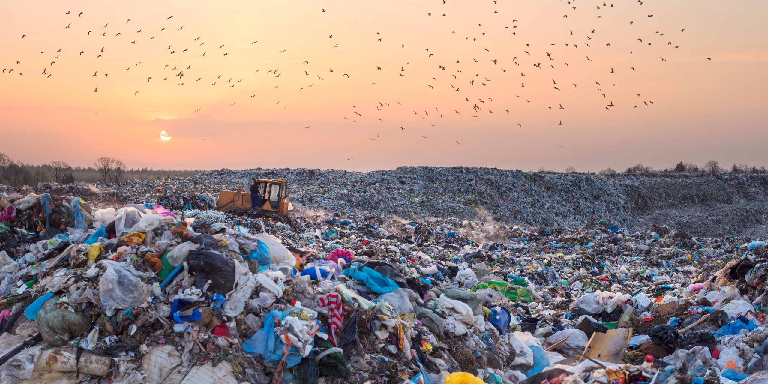 Un basural es sobrevolado por pájaros