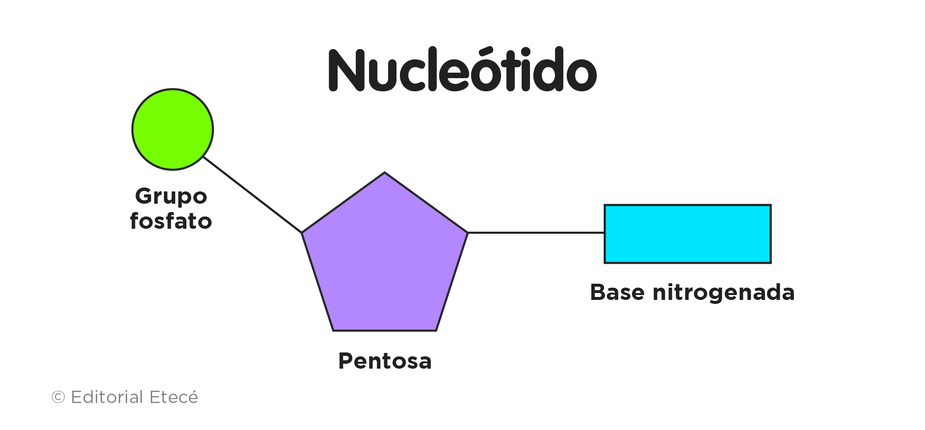 Estructura de un nucléotido