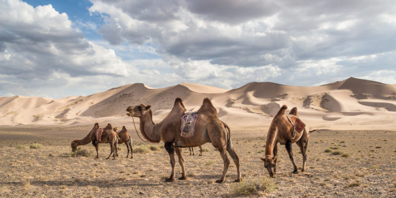 Animal del desierto - camello