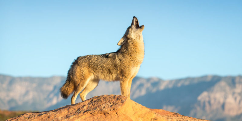 Coyote - animales del desierto