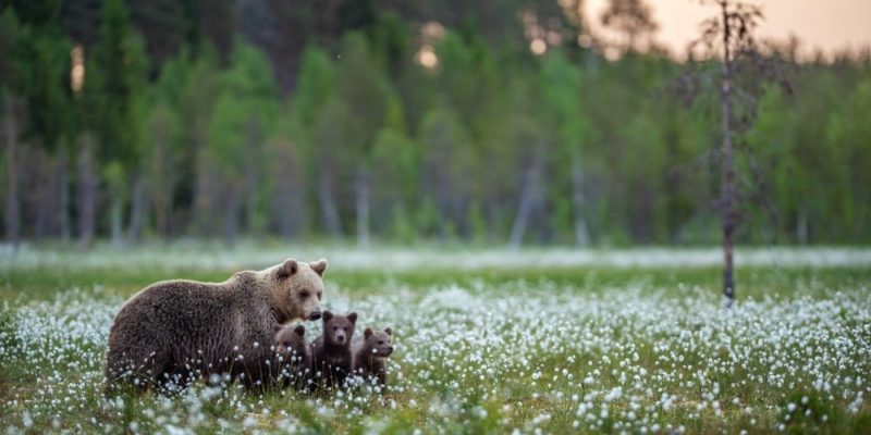 habitat bosque osos