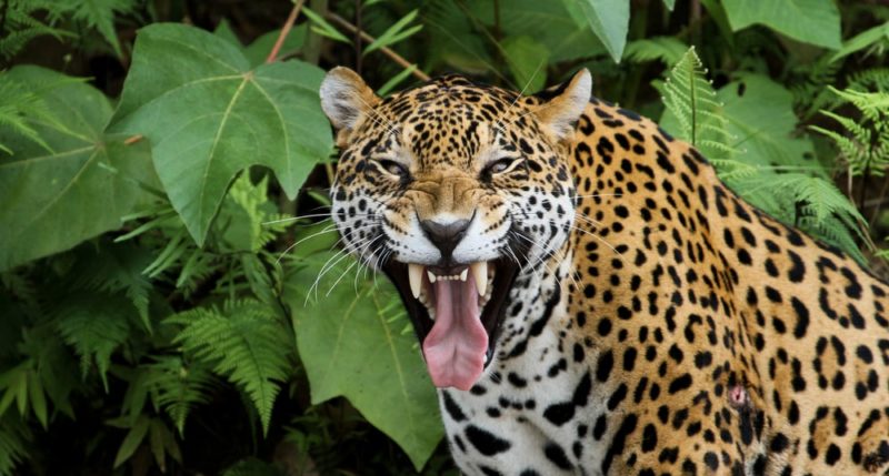 jaguar - amazonas brasil