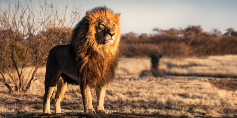 Top 46+ imagen cuáles son las características de los leones