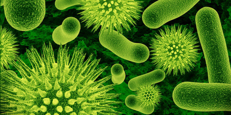 Microorganismos - microbios