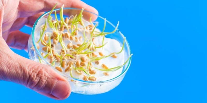 organismos geneticamente modificados ogm alimentos transgénicos maiz bacteria