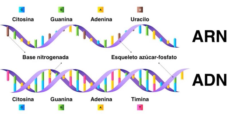 Ácidos Nucleicos - Concepto, tipos, estructura y funciones