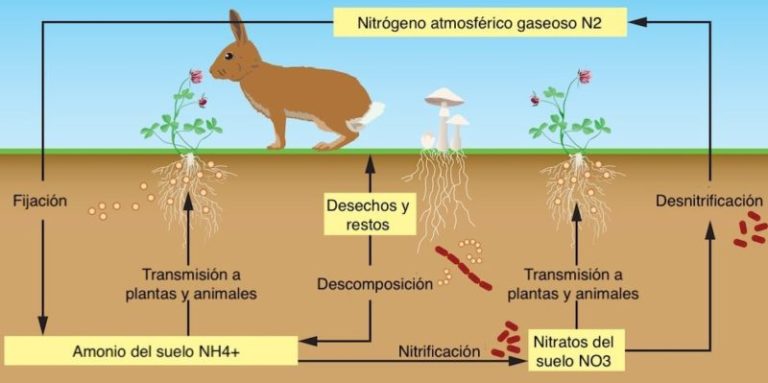 Ciclo Un Mese Si E Uno No
