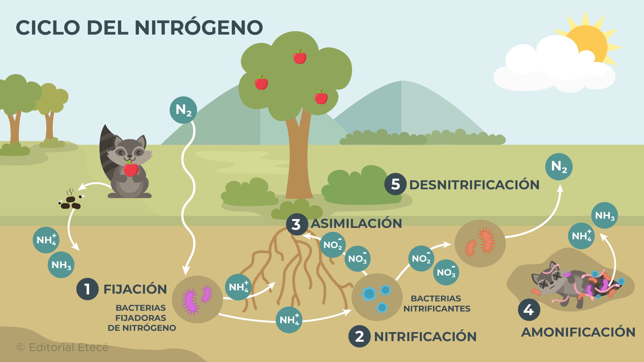 ciclo del nitrogeno