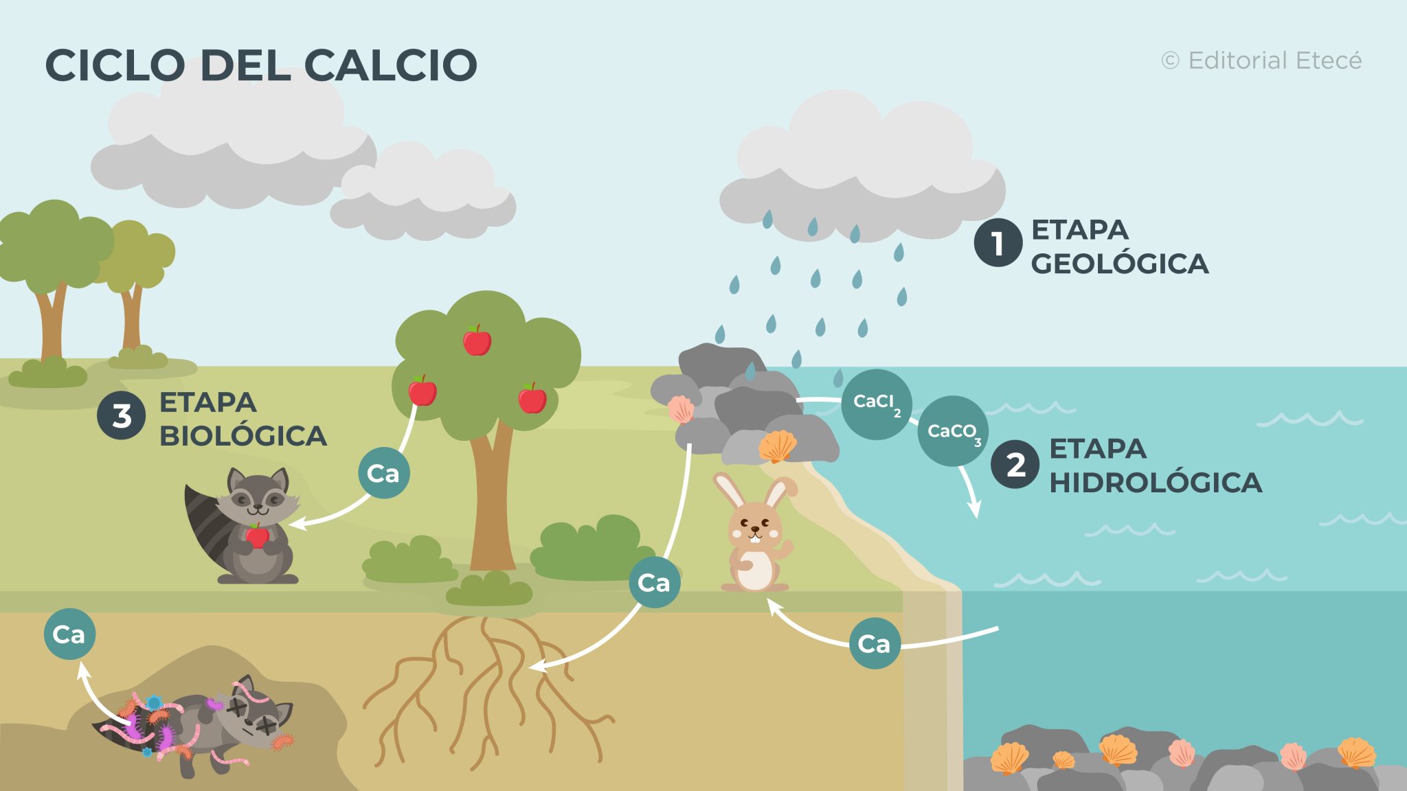 Ciclos biogeoquímicos - Qué son, tipos y su importancia
