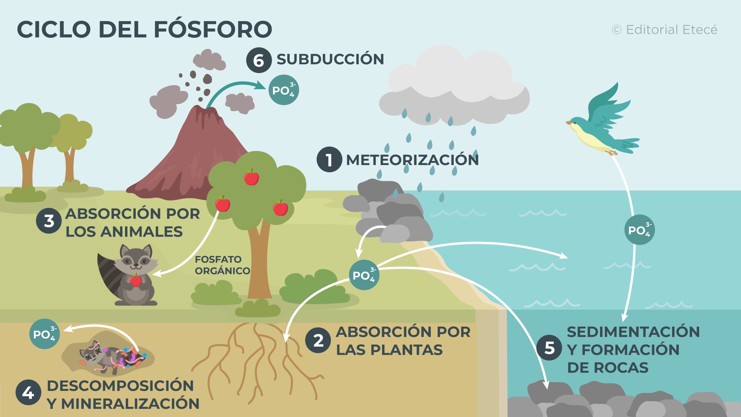 Ciclo Del Fósforo Qué Es Etapas Y Su Importancia 6336