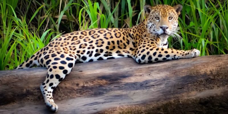 animais da selva jaguar