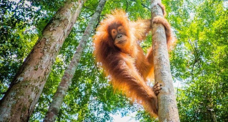 animais da selva orangotango