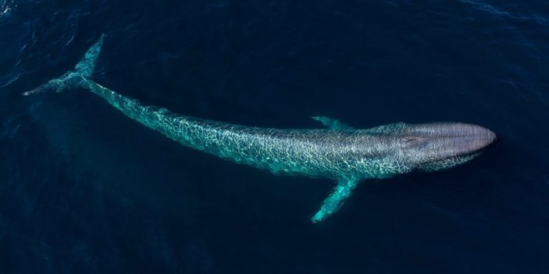 animales del mar marinos acuaticos ballena azul mamifero