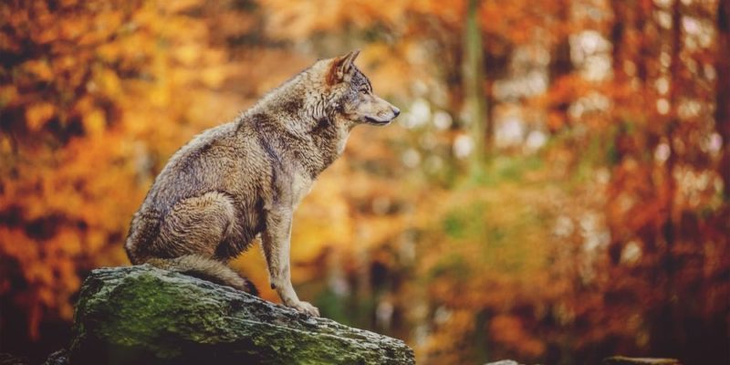 lobo da fauna da floresta temperada