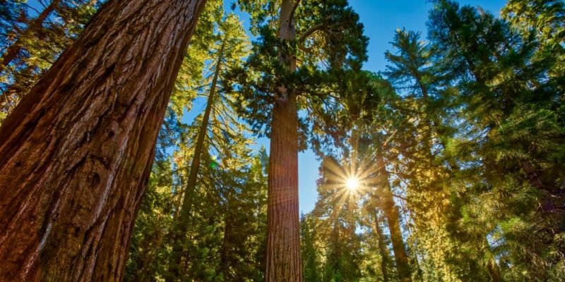 bosque templado sequoias flora