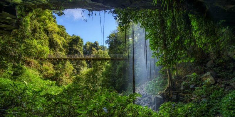 Bosque Tropical - Concepto, flora, fauna, clima y características