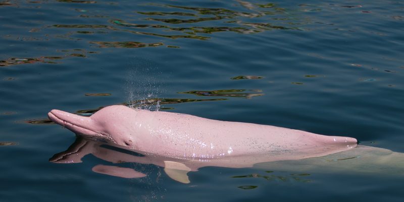 Foto de un delfín rosado