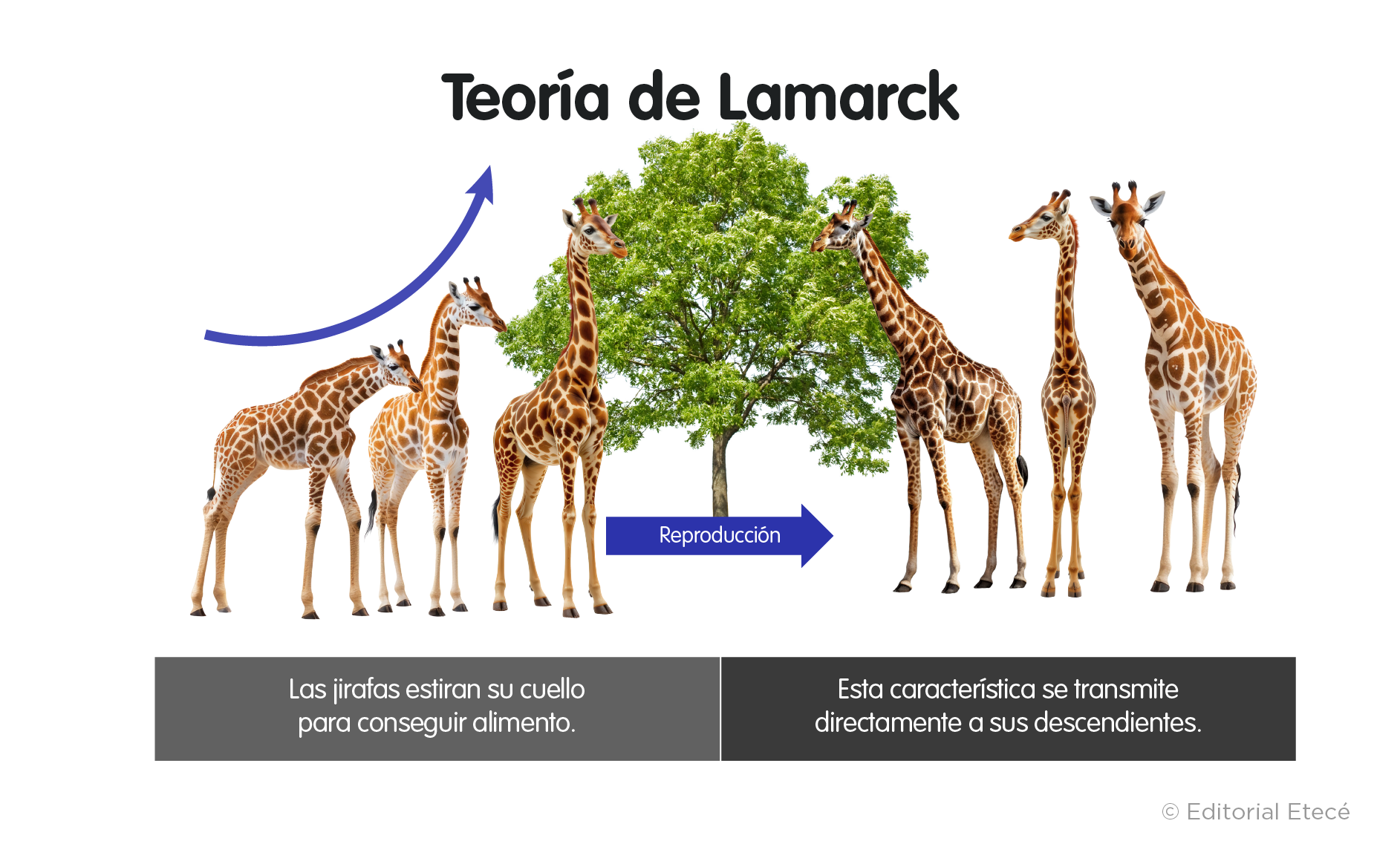 Teoría de Lamarck