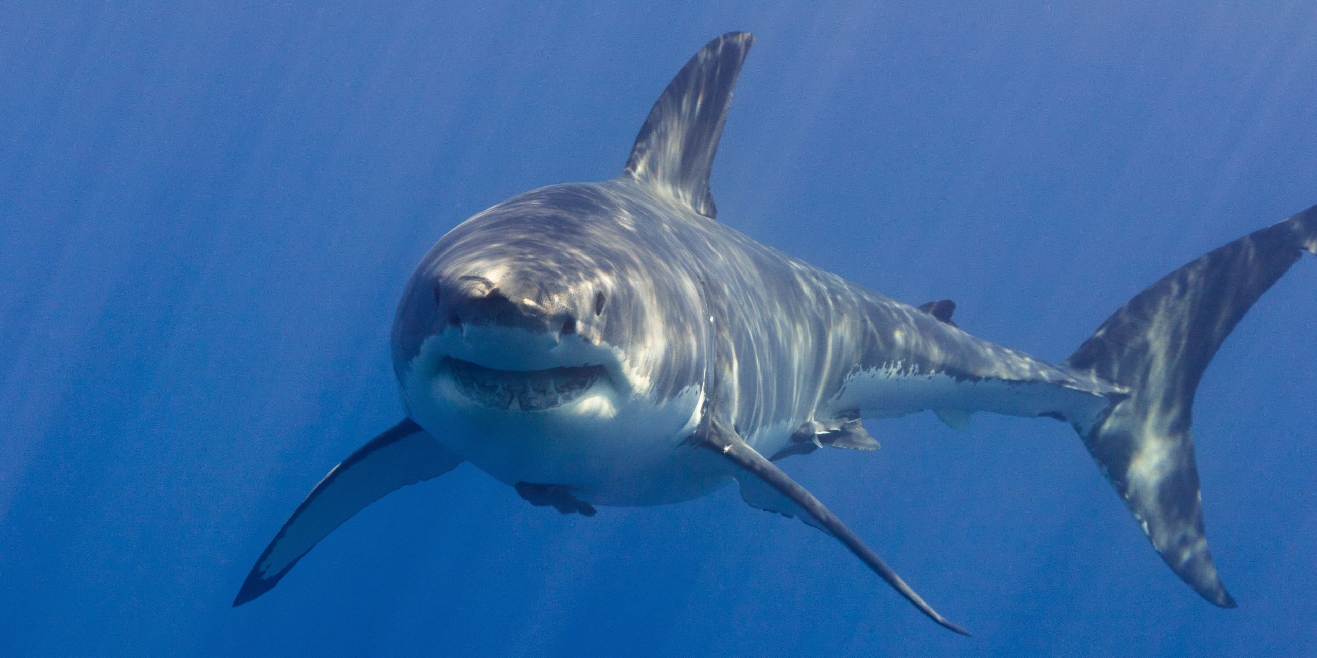 Tiburón blanco