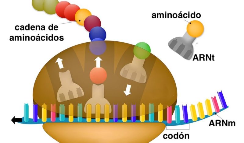 codigo genetico ribosoma