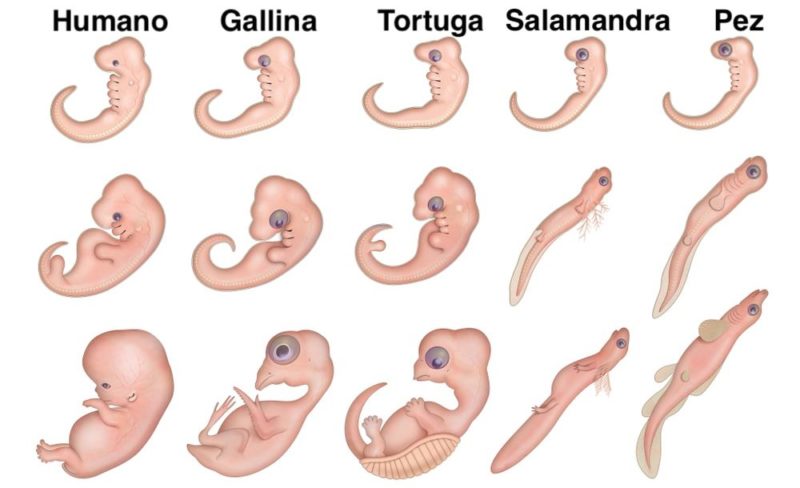 evolucion biologica evidencia embriologia