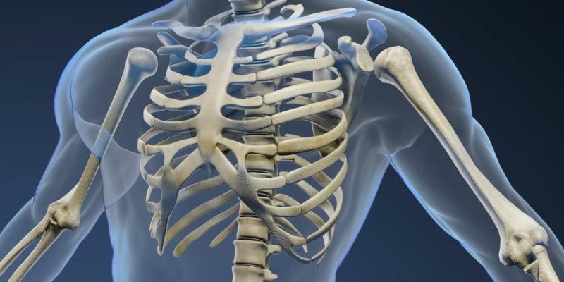 Huesos del cuerpo humano: ¿Cuál es el más largo y el más corto?