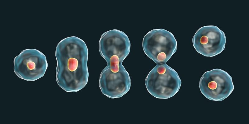ala Otoño Torneado Reproducción Celular - Concepto, fases, meiosis y mitosis